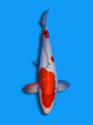 Doitsu Showa | Koi&Co.